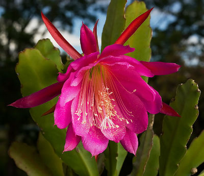 (image for) Epiphyllum Seeds [Orchid Cactus] \'Wendy\' 5 Seeds